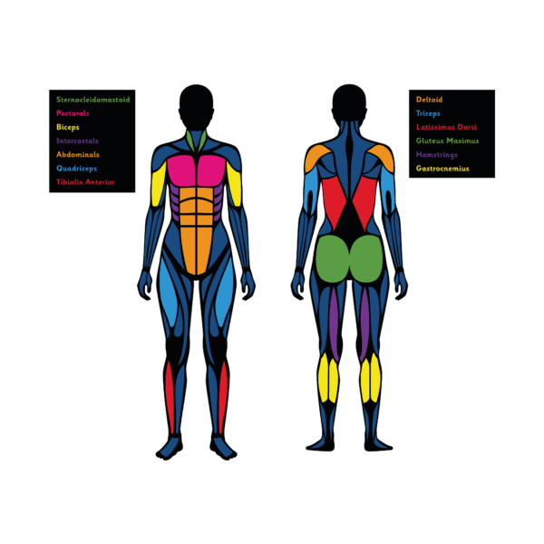 Playground-Marking-Muscular-System